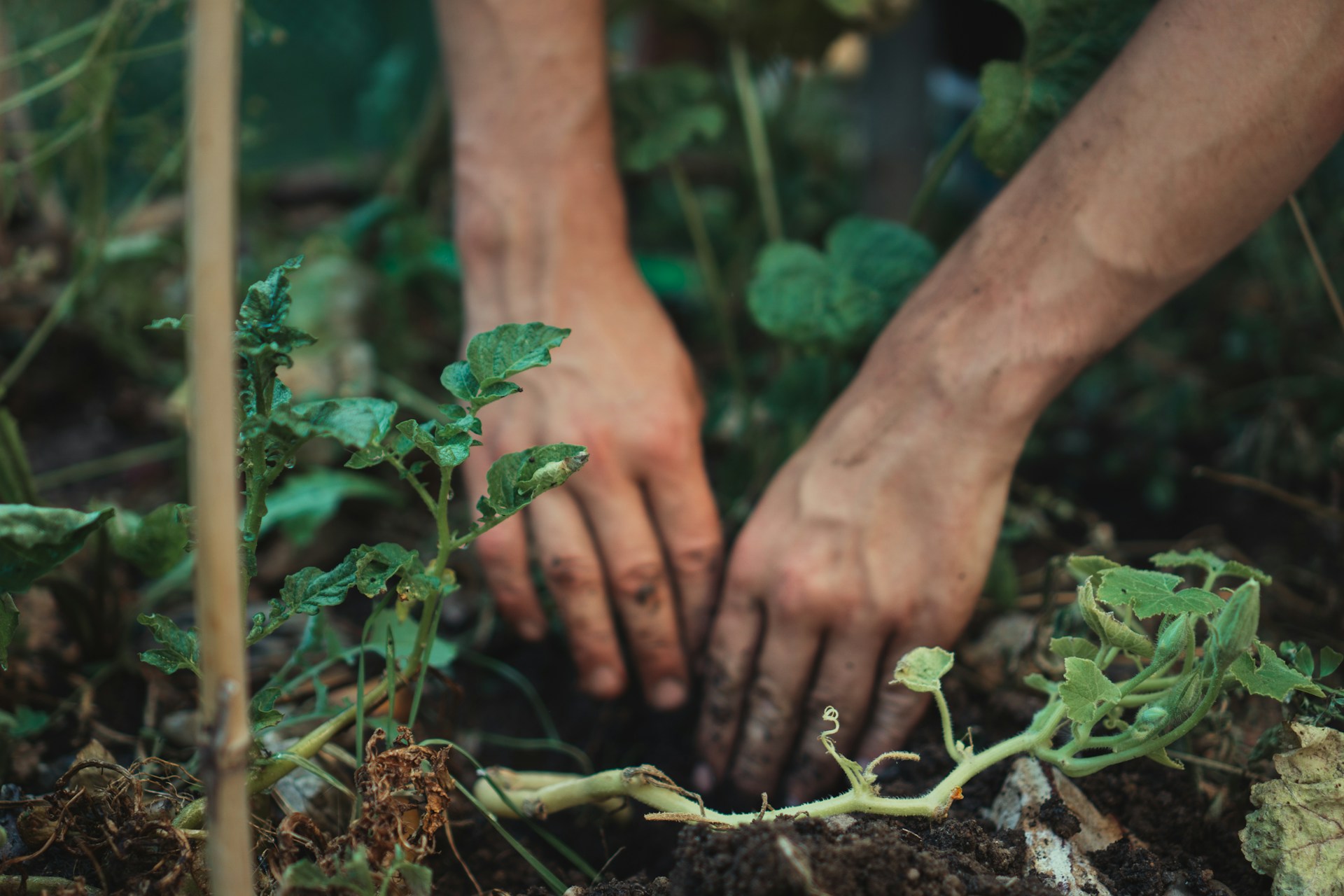 hands in earth